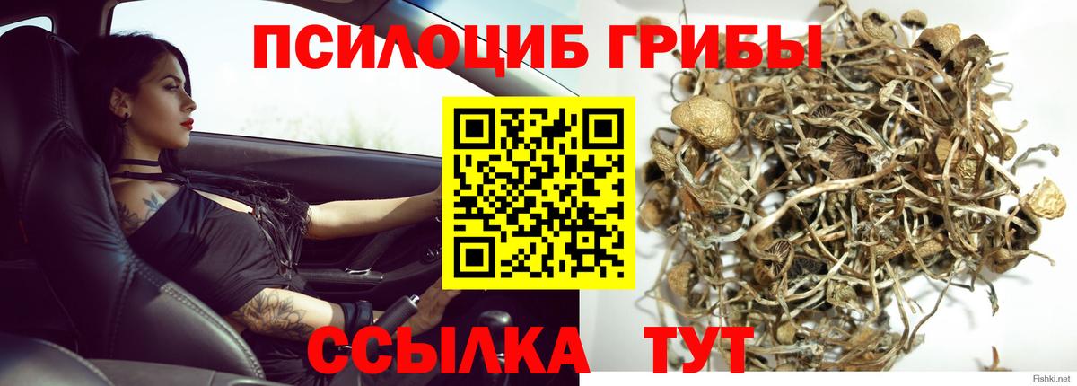 наркота  Калач-на-Дону  Псилоцибиновые грибы мицелий 