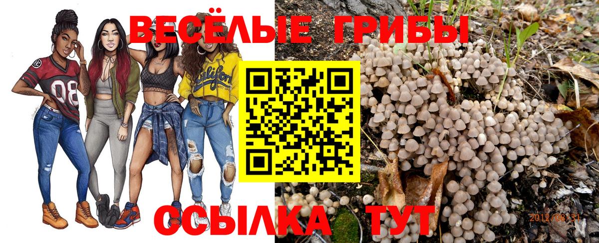Галлюциногенные грибы Psilocybe Калач-на-Дону